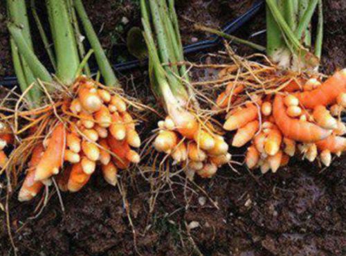 Fresh Raw Turmeric Root, Color : Bright Yellow for Medicinal, Cooking
