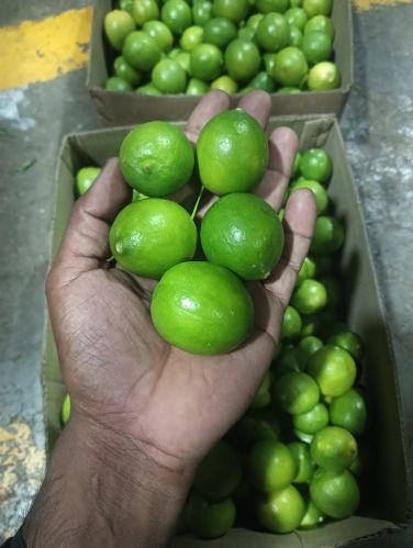 Organic Lemon, Packaging Size : 5kg, 10kg