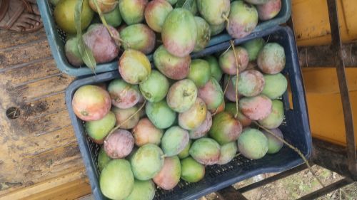ALONEXS71 Natural Mango, Color : Red, Packaging Size : 20Kg