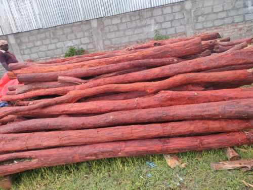 Log Red Sandalwood 20cm, Packaging Type : Raw