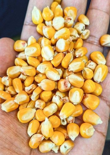 Yellow Maize Seeds, Packaging Size : 25kg, 50kg, Grade : A+ Grade