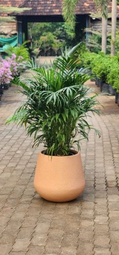 Matt Fibreglass Planter Pots for Outdoor Use, Indoor Use