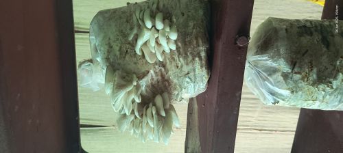Fresh Oyster Mushroom, Packaging Size : 1Kg, 5Kg Gunny Bag