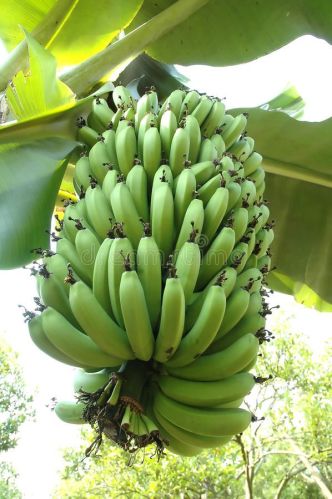 Fresh Green Banana, Packaging Size : 5Kg, 10Kg, 25Kg Carton