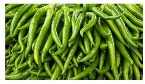 Fresh green chilli, Packaging Size : 500g, 1Kg