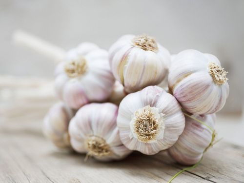 Garlic, Color : White