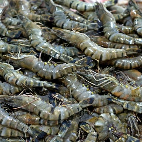 Black tiger prawns, Certification : ISO, 40