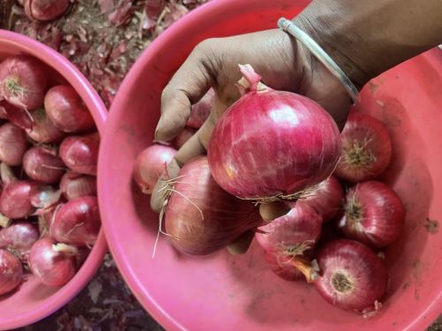 Organic Fresh Onion, Color : Red, State OF Origin : Maharashtra