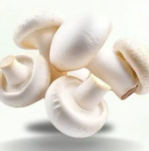 Karnataka Natural Fresh Oyster Mushroom, Packaging Size : 500g, 1Kg