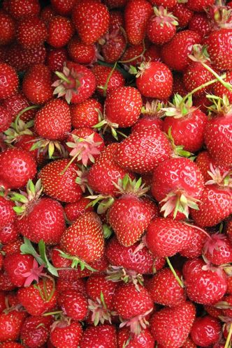 Air Dried Organic fresh strawberry, Grade : Food Grade for Fruits