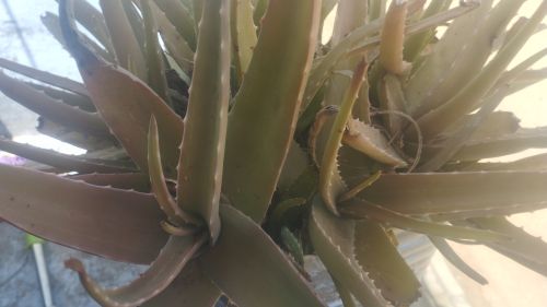 Natural aloe vera leaf