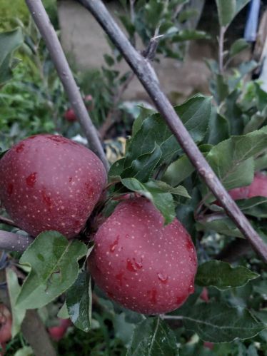 Common fresh apple, State Of Origin : Maharashtra for Human Consumption