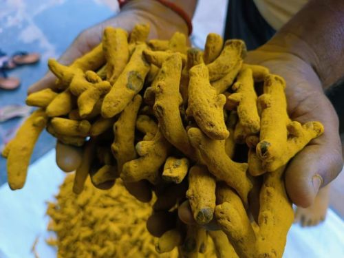 Organic Rajapuri Turmeric, Color : Natural Yellow Dried