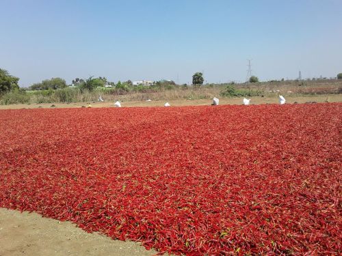 Dried Chillies, Packaging Type : RED