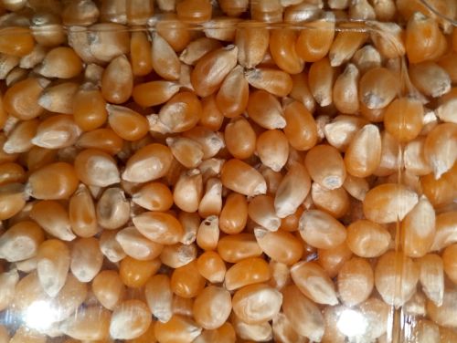 Yellow corn, Grade : Feed Grade, Speciality : Gluten Free