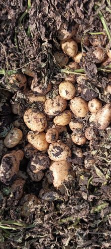Potato chips, Packaging Type : yellow for Human Consumption