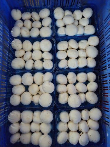  Uttar Pradesh Organic Fresh Button Mushroom WHITE