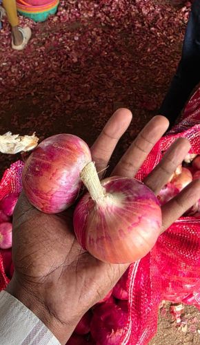 Red Nashik Onion, Cultivation Type : Organic
