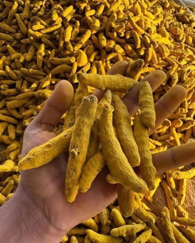 Natural Curcuma Longa Turmeric Finger, Packaging Size : 25Kg, 50Kg