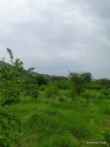 Organic Green Lemons, Grade : Food Grade