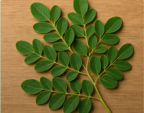 Moringa Oleifera, Packaging Type : Green