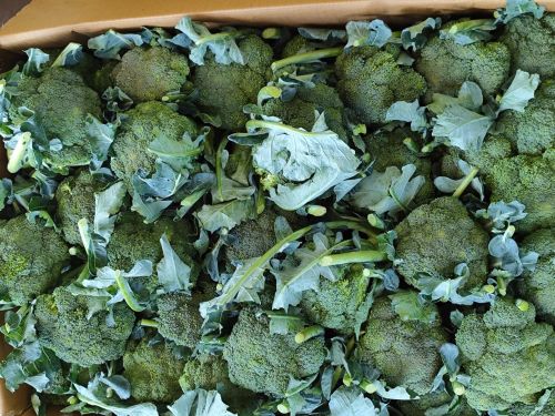 Broccoli, Quality Available : A Grade, Packaging Type : Green