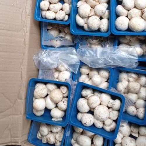 Gujarat Organic button mushroom, Packaging Size : 500g White