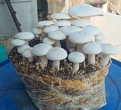 Natural Milky Mushroom for Cooking, Food