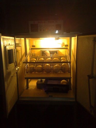 Plastic Metal Ortrich Incubator for Hatching Poultry Eggs