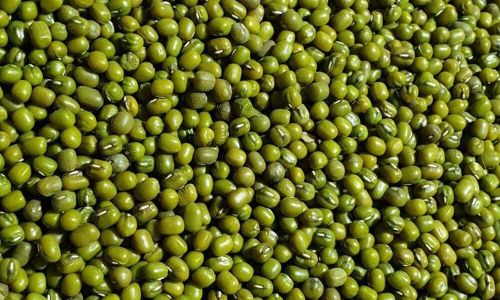Green Mung Beans for Cooking, Sprouting