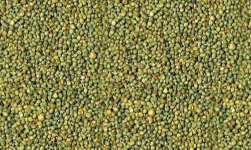 Yellow Green Millet for Khichdi, Upma, Porridge, Salads