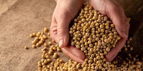 Soybean Seed, Packaging Type : Plastic packet