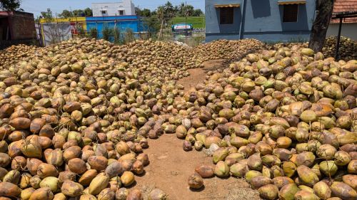 Raw Natural Dehusked Coconut, Color : Brown, Coconut Size : Medium