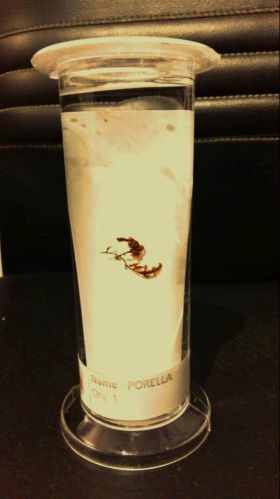 Polypropylene Specimen Jar Porella , 30 Ml