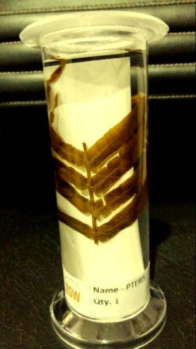 Polypropylene Specimen Jar Pteris , 30 Ml