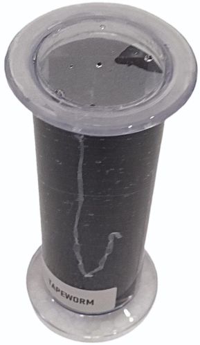 Zoom Plastic Tape Worm Specimen, Color : Natural for Laboratory