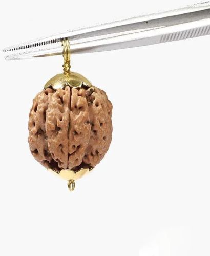 Natural 5 Mukhi Rudraksha / Pendant