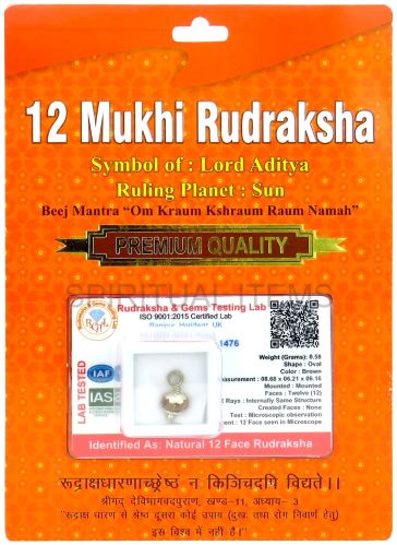 12 Mukhi Rudraksha Pendant Standard for Religious