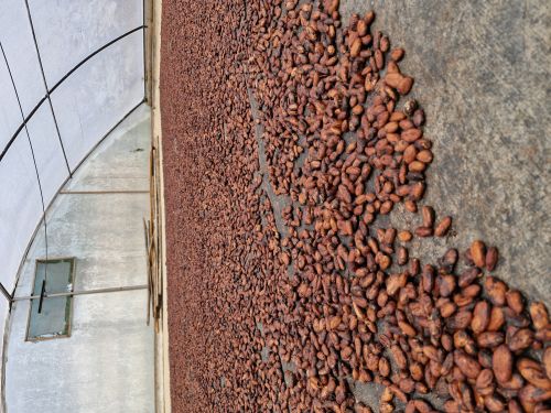Shreepoorna Dry Coco Beans for Bakery Products, Chocolate making