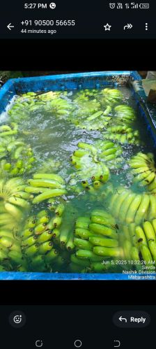NDC AGRICO A Grade g9 Green Banana, Cultivation Type : Natural for Food