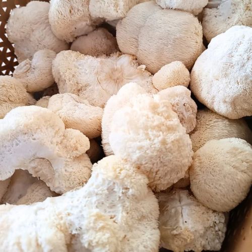 Organic Lion's Mane Mushroom, Color : White Dried