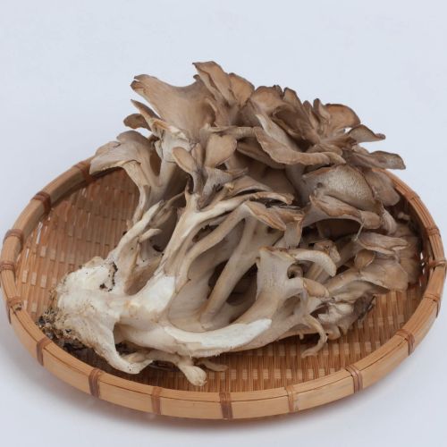 Organic Maitake Mushroom, Color : Brown Dried