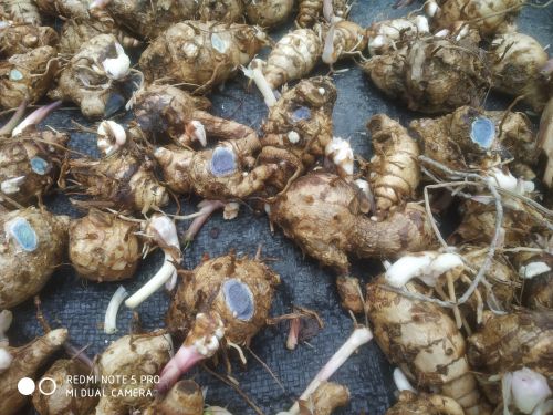 Natural Fresh Black Turmeric, For Ayurvedic Products, Cooking, Cosmetic Products, Herbal Products, Medicine