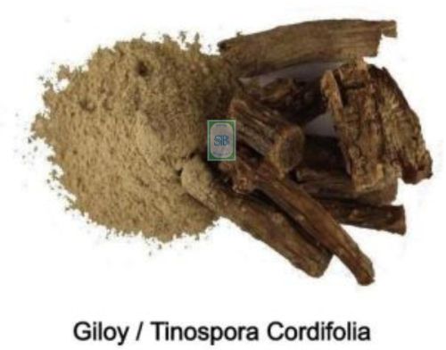 Tinospora Cordifolia Powder, Packaging Type : Bag for Medicine