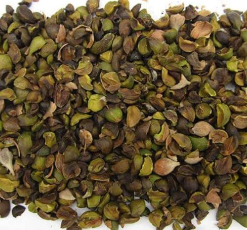 Natural Dry Sal Seed, Packaging Type : Plastic Bag