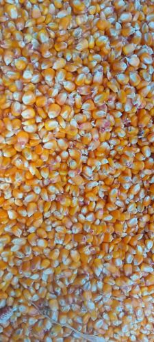 ADZENIA Organic Maize, Packaging Size : 50Kg, Grade : Feed Grade