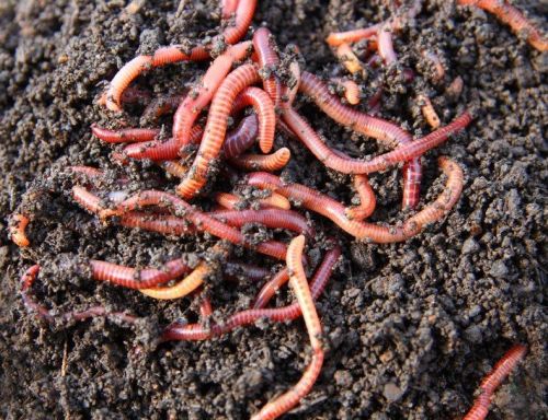 Earth Worm, Brand Name : Bajarang Farm Nursery