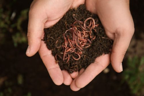 Black 1KG Earthworm Vermicompost Free, Form : Powder