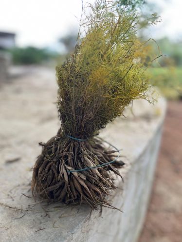 Shatavari Plant, Color : Green