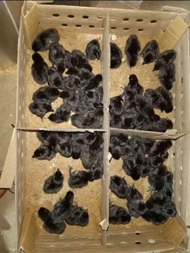 Kadaknath Chicken, Color : Zed Black For Poultry Farm